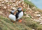 Puffins on Bempton Cliffs.jpg